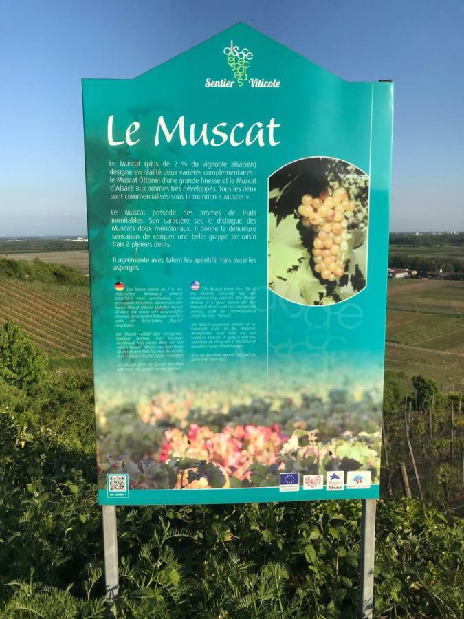 Apartament Le Muscat Colmar Zewnętrze zdjęcie